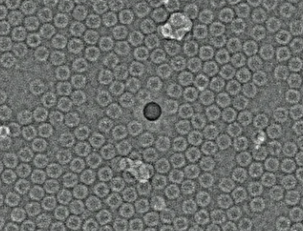 Cryogenic electron micrograph showing apoferritin protein particles