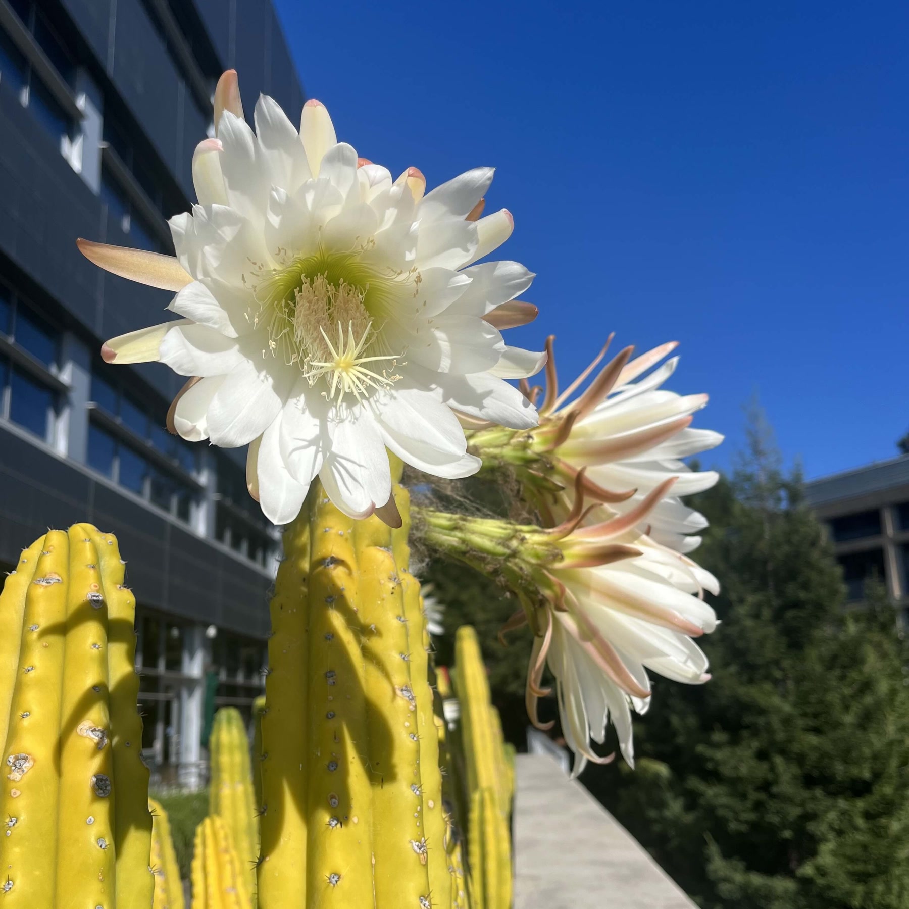 White cactus flower