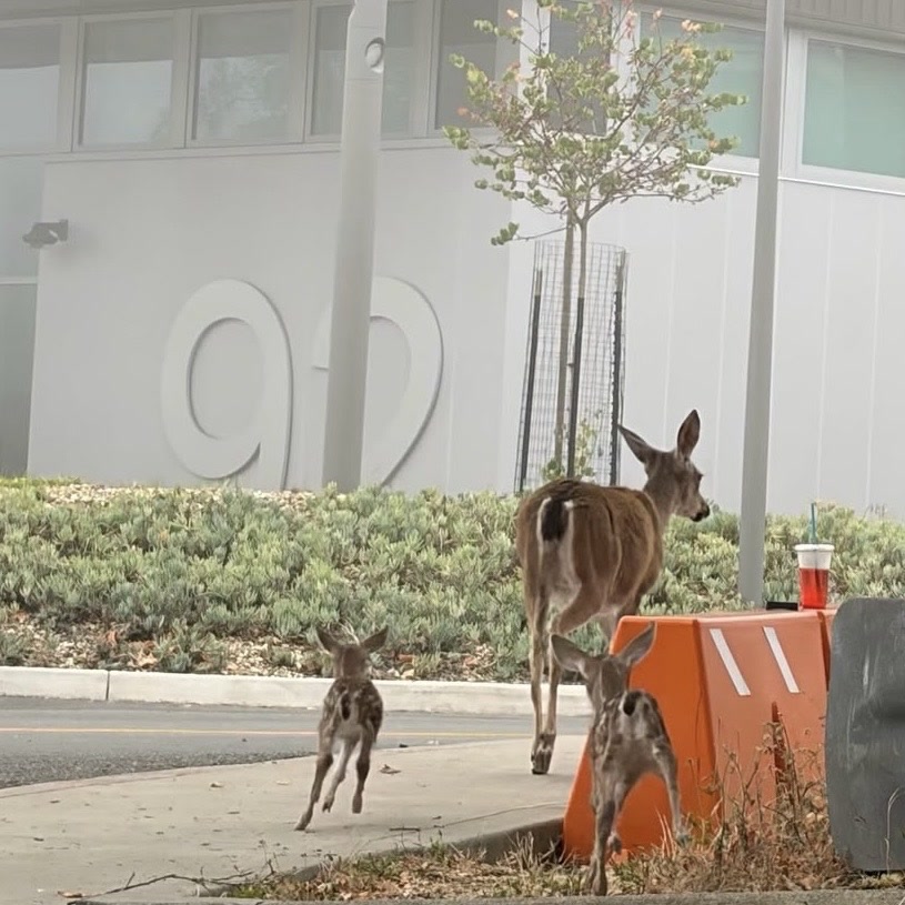 Deer at building 92