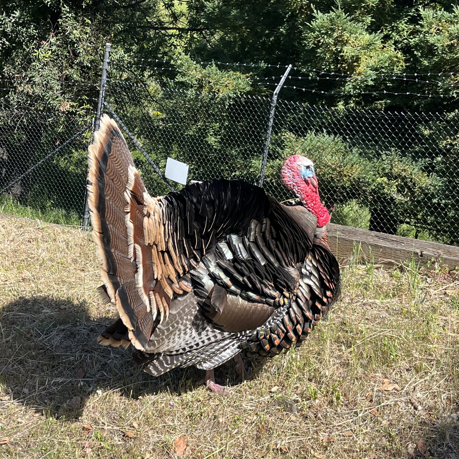 Turkey 