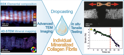 Graphical abstract showing elemental mapping, 4D-STEM mineral mapping, and in situ tensile testing of individual mineralized collagen fibrils
